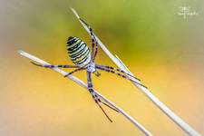 Tygrzyk paskowany -Argiope bruennichi.