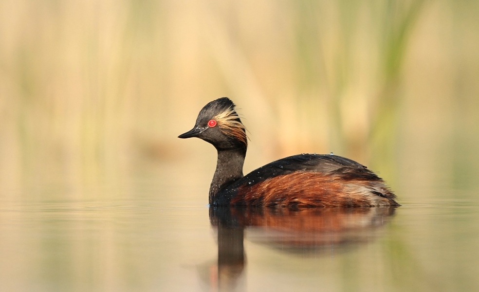 Ptak o koralowych oczach ( Zausznik - Podiceps nigricollis )