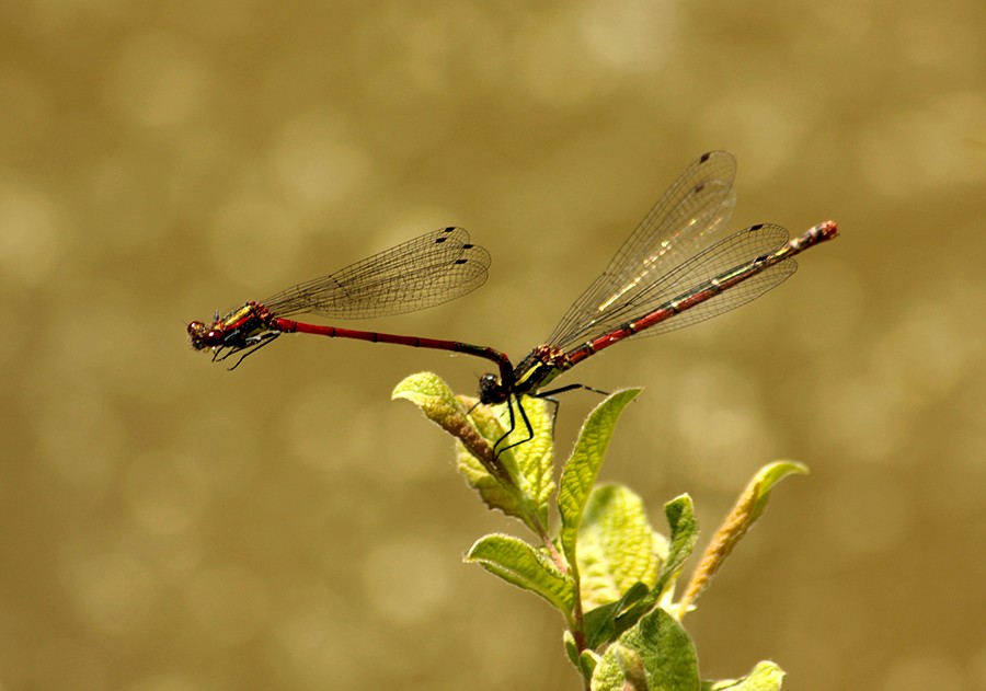 Ważki ... - Łunica czerwona (Pyrrhosoma nymphula)