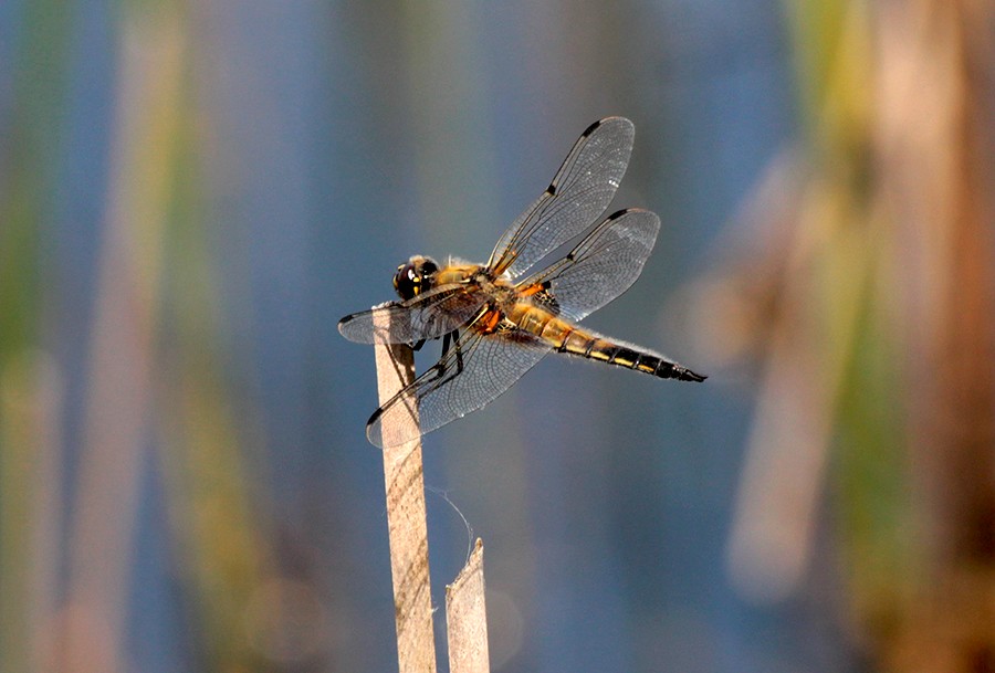 Ważki ... - Ważka czteroplama (Libellula quadrimaculata)