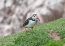 Puffin