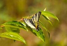 Motyle ... Paź żeglarz, witeź żeglarz, żeglarek (Iphiclides podalirius)