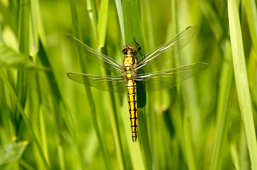 Ważki ...Lecicha pospolita Orthetrum cancellatum