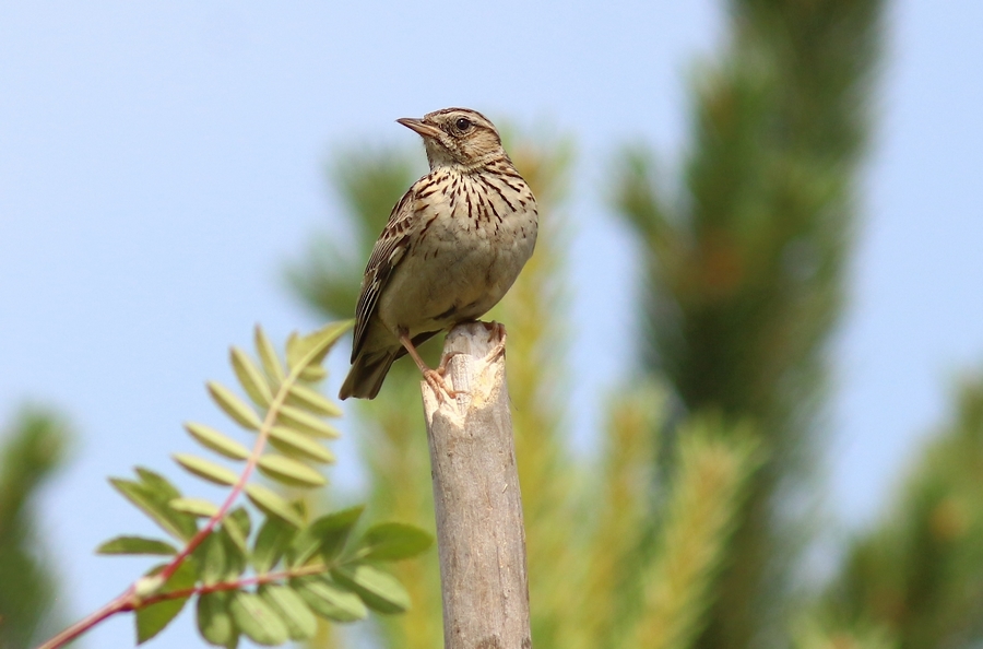 Lerka (Lullula arborea)