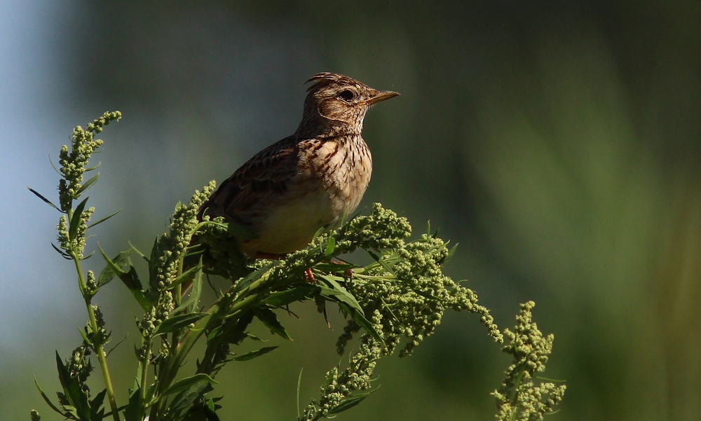 Skowronek (Alauda arvensis)