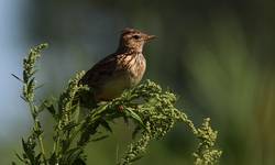 Skowronek (Alauda arvensis)