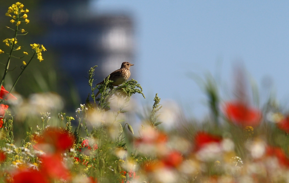 Skowronek (Alauda arvensis)