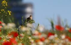 Skowronek (Alauda arvensis)