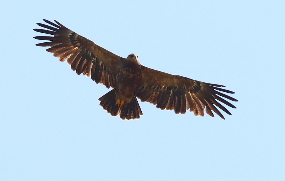 Orlik krzykliwy (Aquila pomarina)