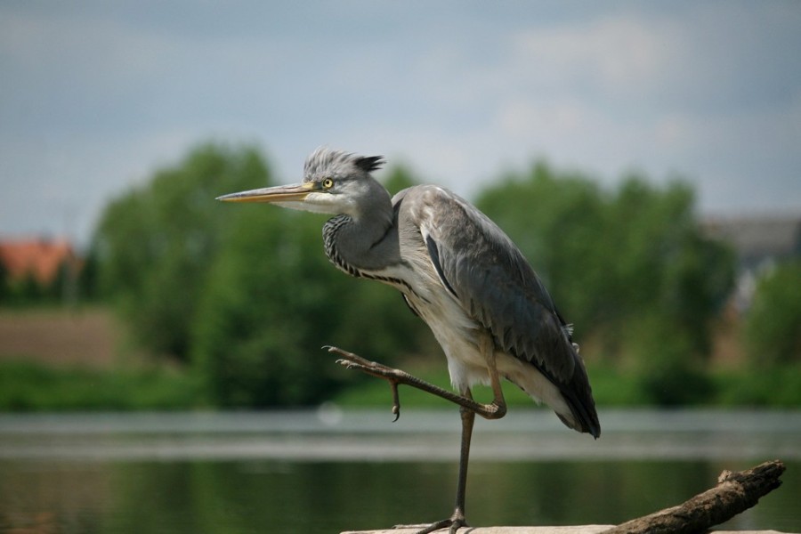 Siema człowieki.