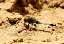 Ważki ... Lecicha białoznaczna (Orthetrum albistylum)