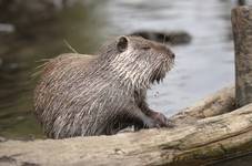 Nutria 4