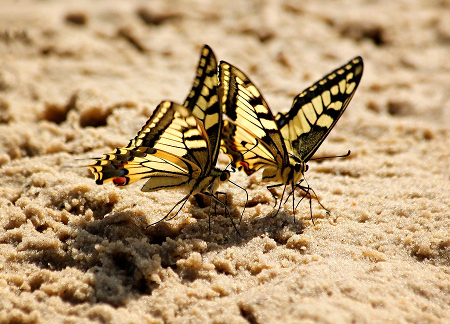 Motyle ...   Paź królowej (Papilio machaon)