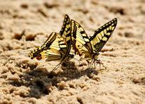 Motyle ...   Paź królowej (Papilio machaon)