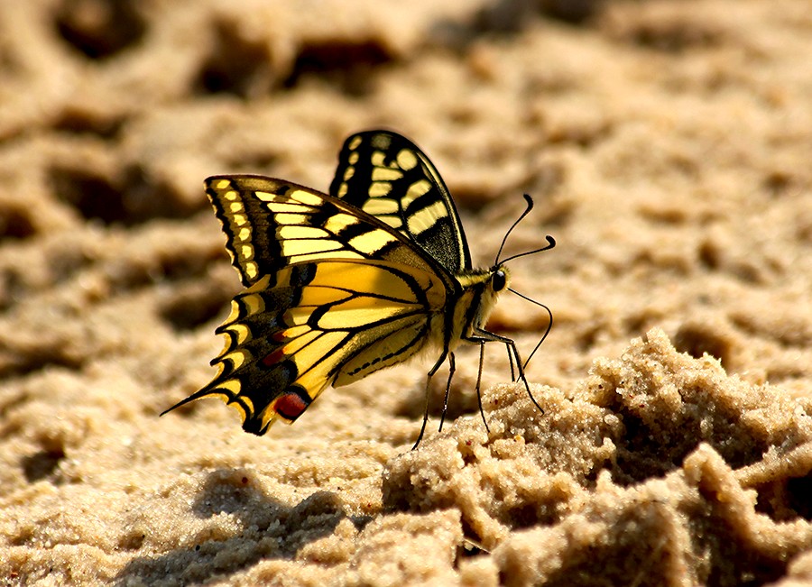 Motyle ...   Paź królowej (Papilio machaon)