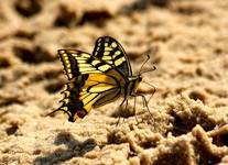 Motyle ...   Paź królowej (Papilio machaon)