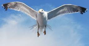 Larus