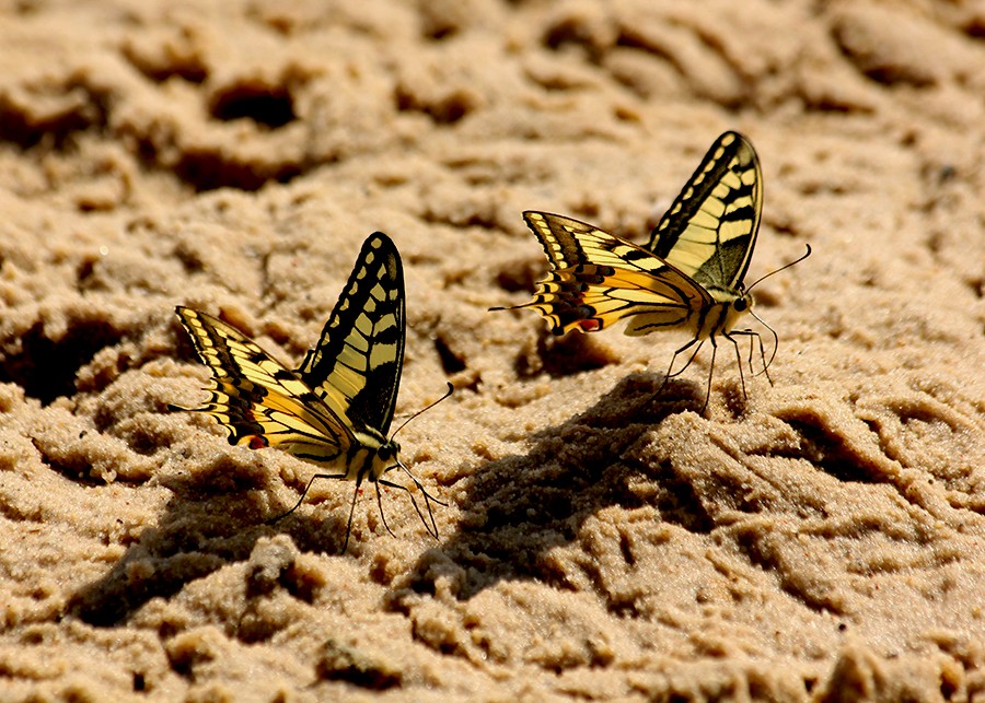 Motyle ...   Paź królowej (Papilio machaon)