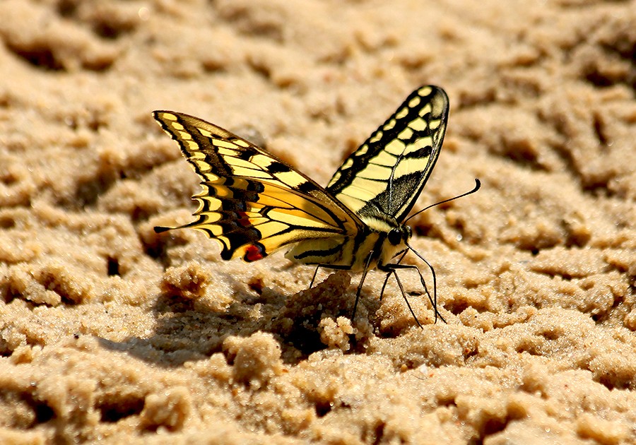 Motyle ...   Paź królowej (Papilio machaon)