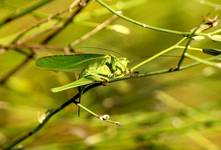 Pasikonik zielony (Tettigonia viridissima)