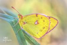 Szlaczkoń siarecznik - Colias hyale.