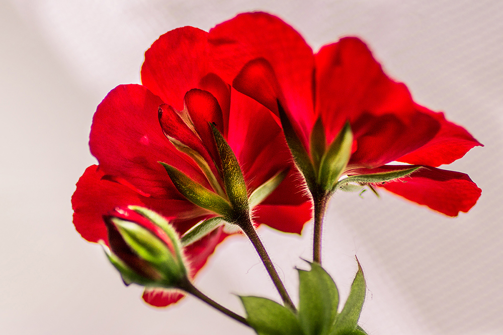 Pelargonia