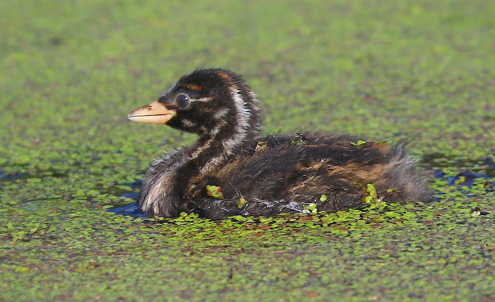 Perkozek (Tachybaptus ruficollis)