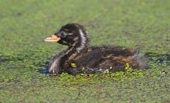 Perkozek (Tachybaptus ruficollis)