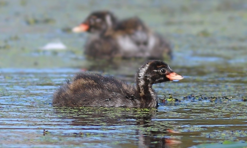 Perkozek (Tachybaptus ruficollis)