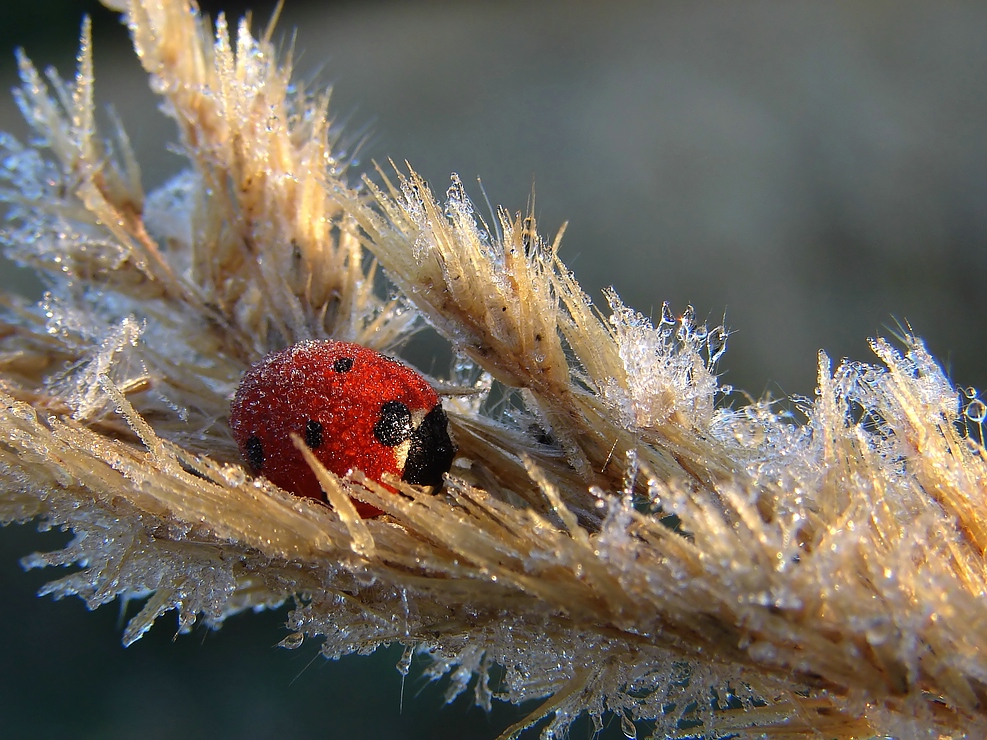 Ladybird