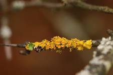 Xanthoria parietina