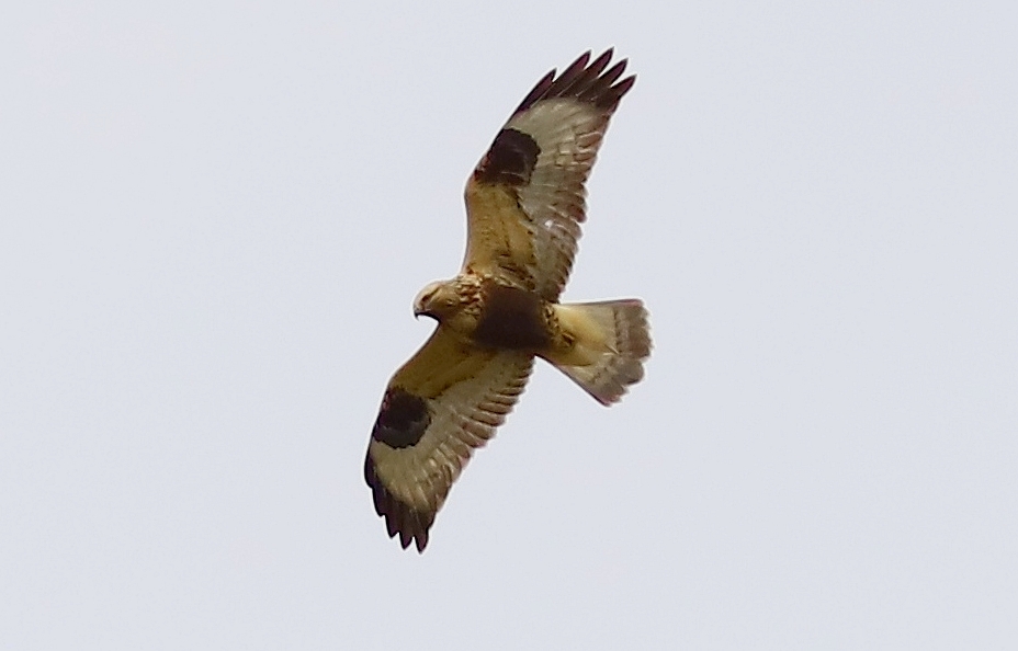 Myszołów włochaty (Buteo lagopus)