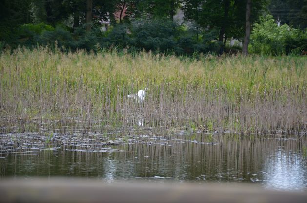 chowający się łabędź