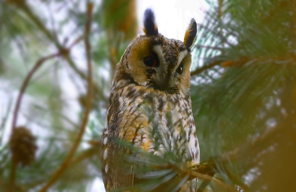 Uszatka (Asio otus)  05.01 2022