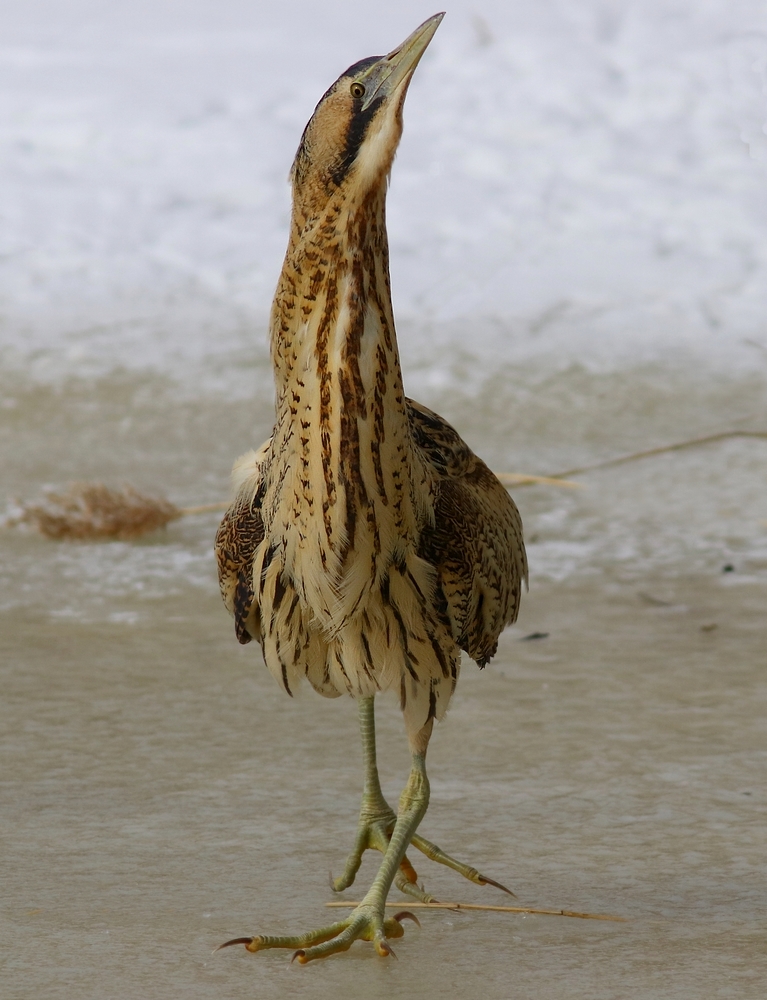 Bąk (Botaurus stellaris)