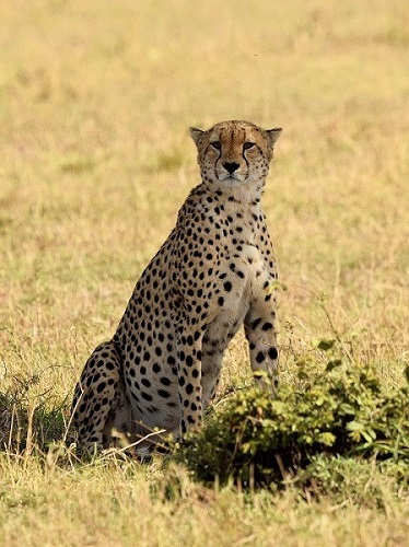 Cheetah in savanna