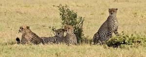 Cheetah in savanna