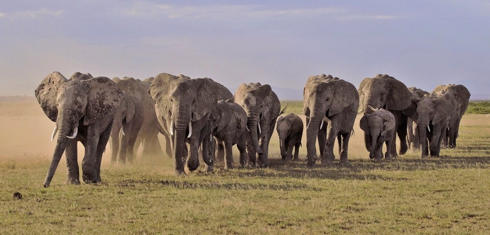 African elephants