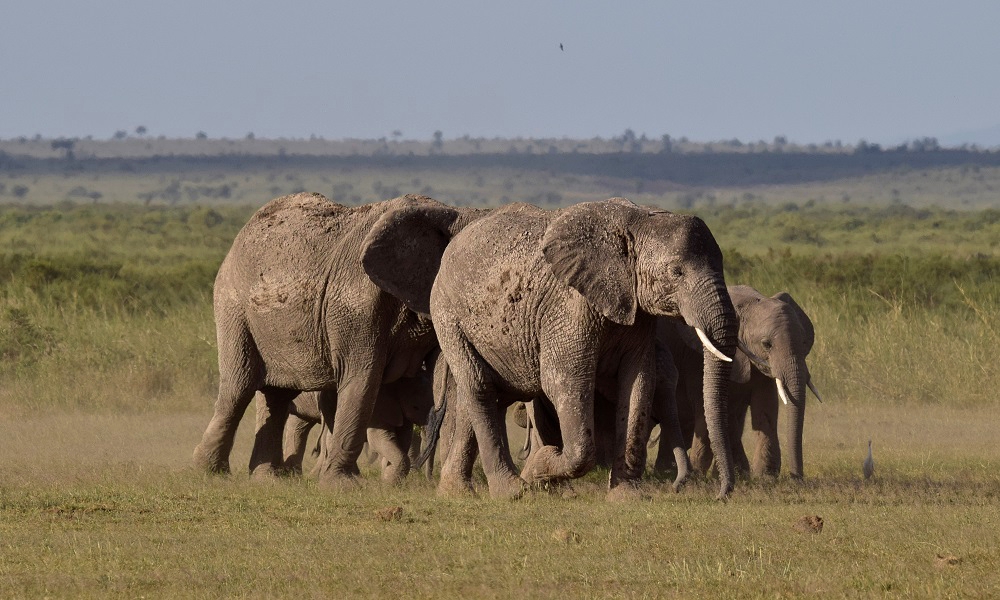 African elephants