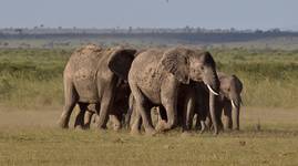 African elephants