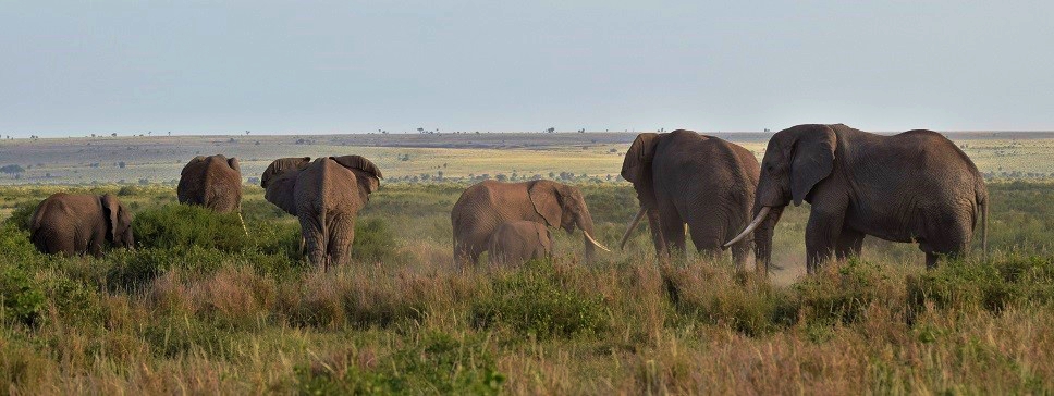 African elephants