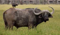 African Buffalo