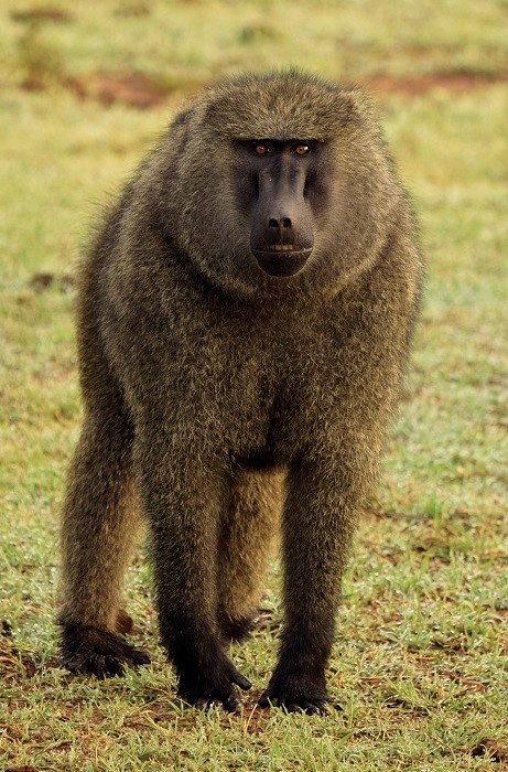 Baboon