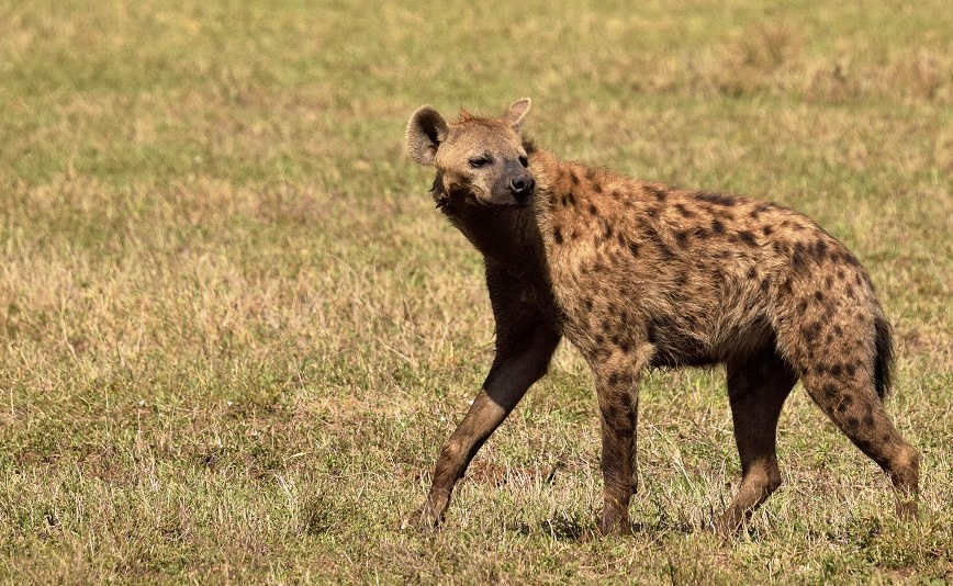 Hyena