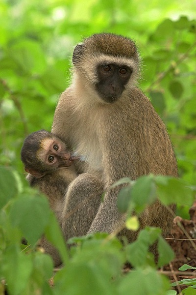 Vervet monkey