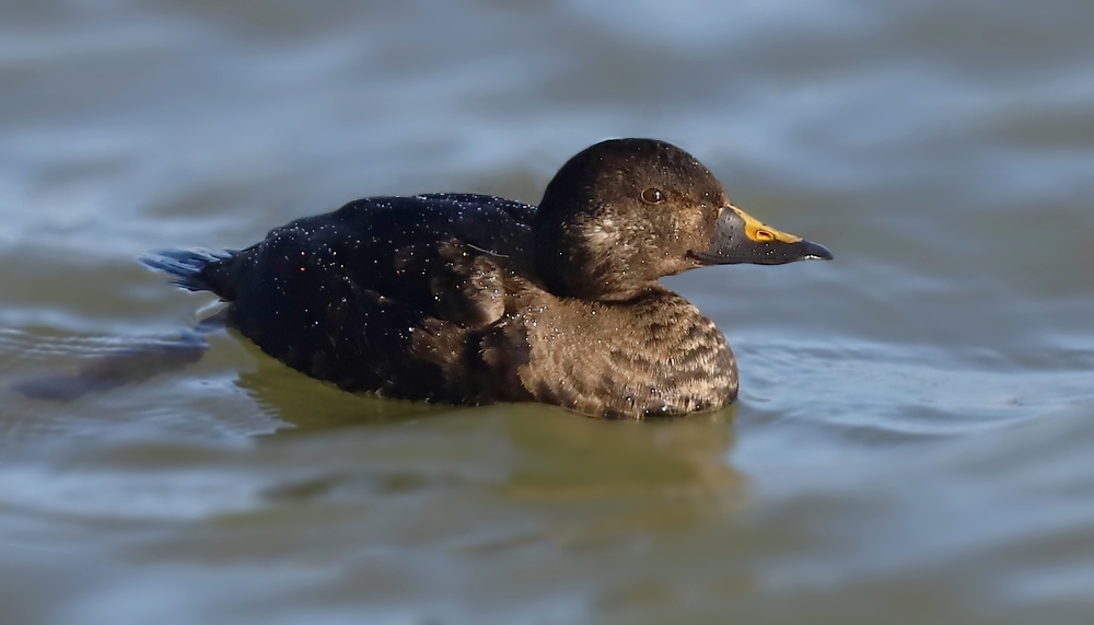 Markaczka zwyczajna (Melanitta nigra)