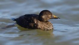 Markaczka zwyczajna (Melanitta nigra)