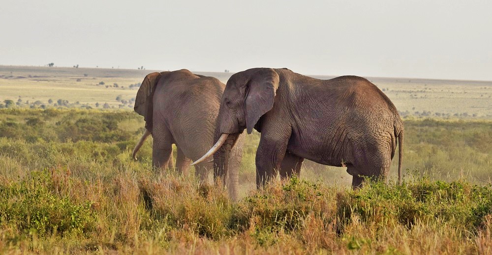 African elephants