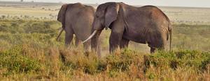 African elephants