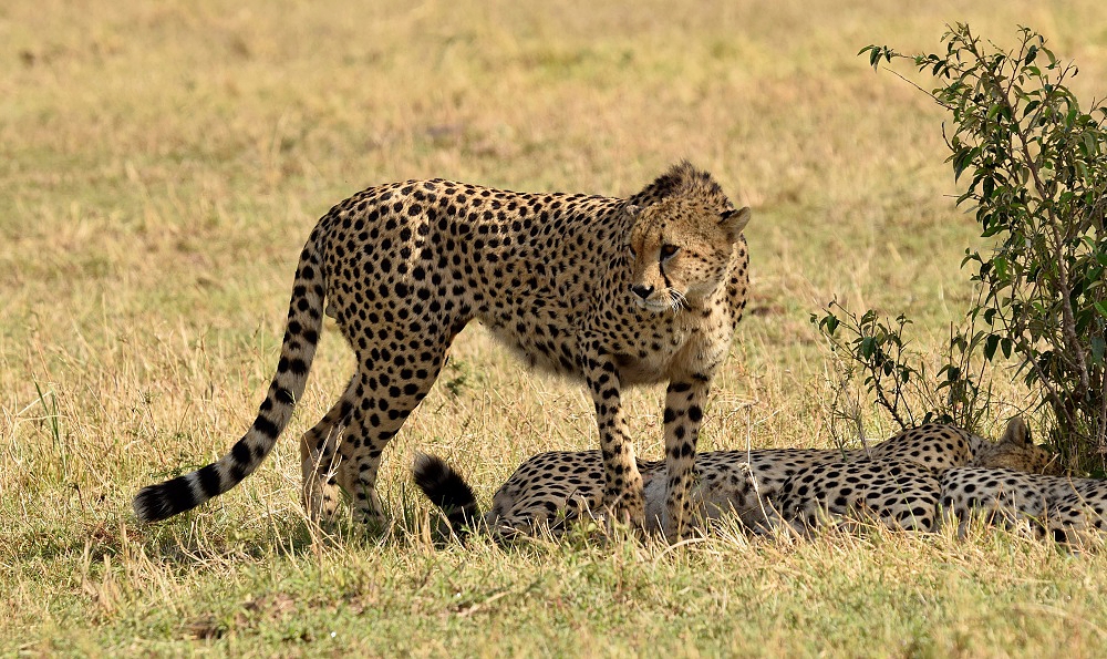 Gepardy z Masai Mara